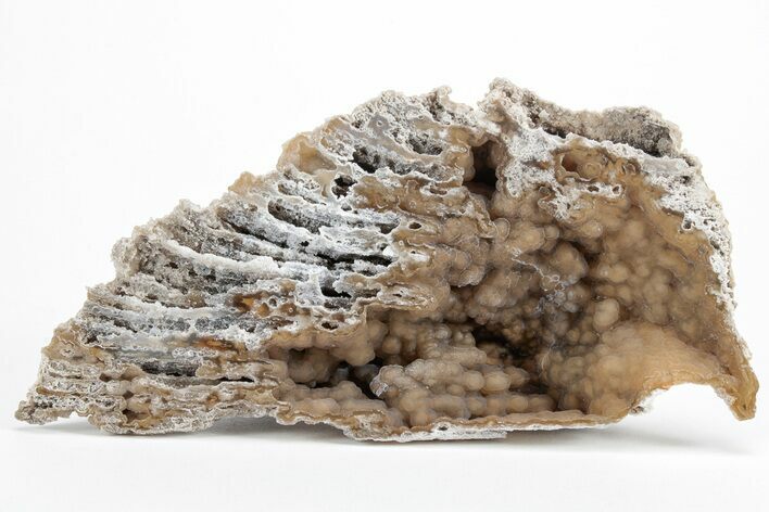 Agatized Fossil Coral Geode - Florida #213015